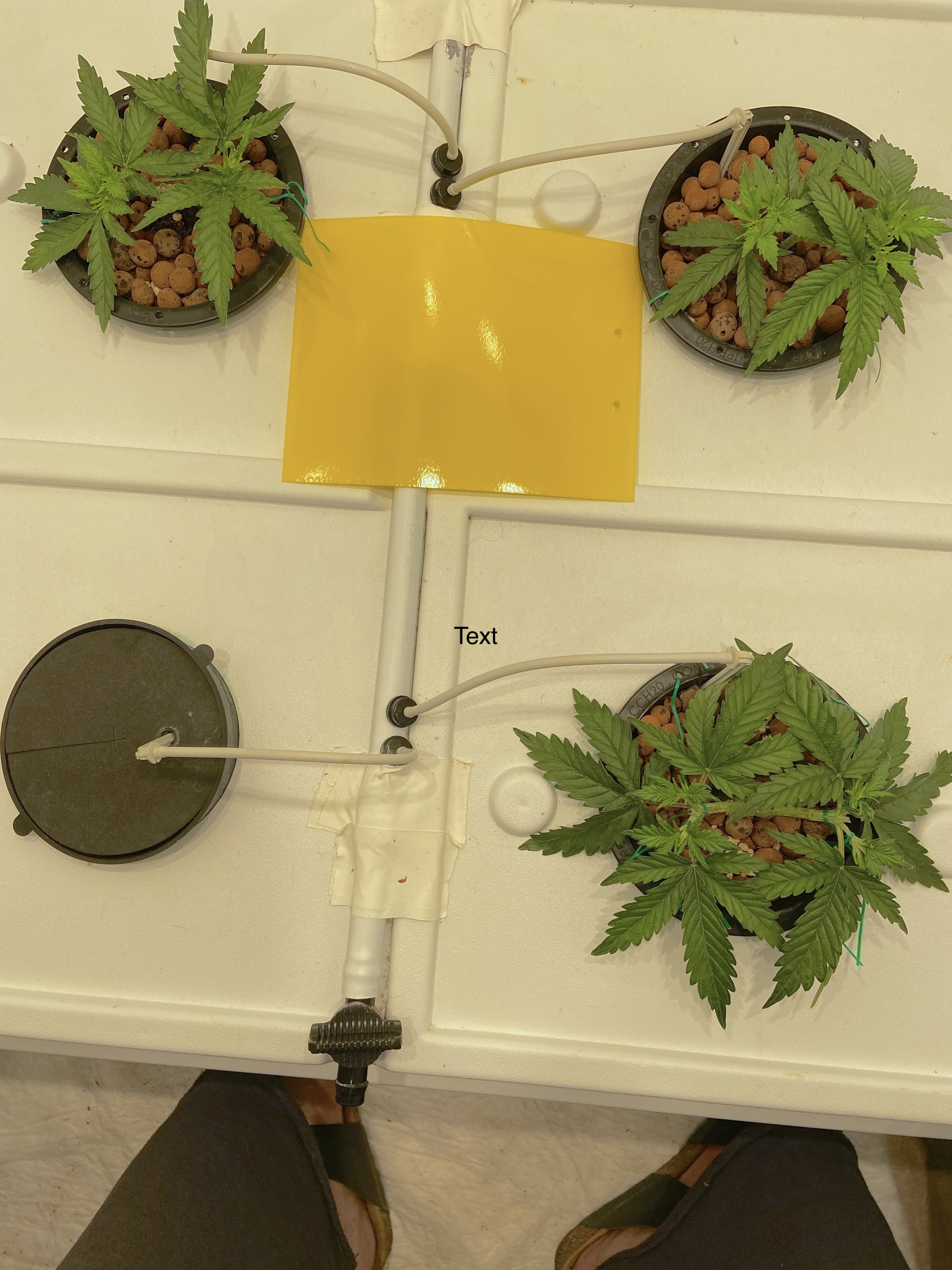 new 4 20.JPG