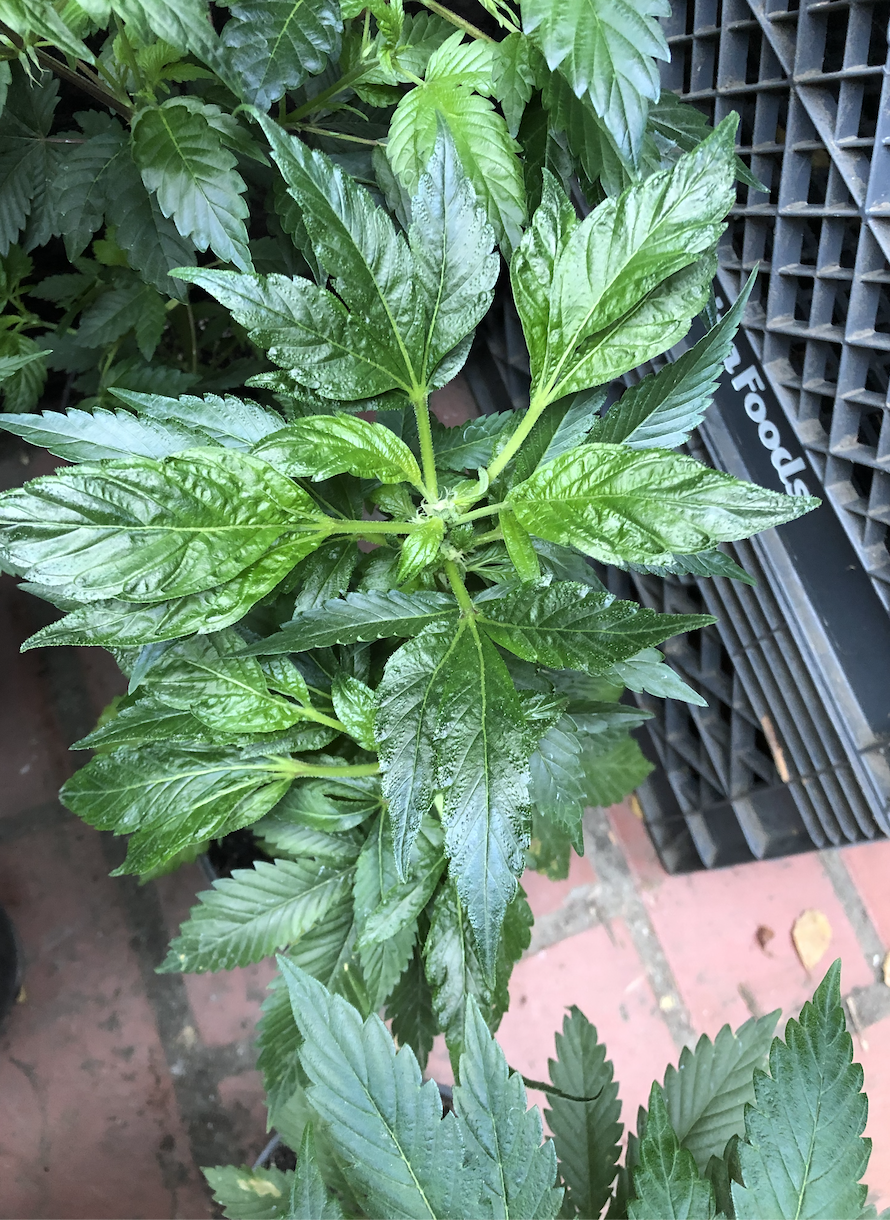 New Grow 1.png