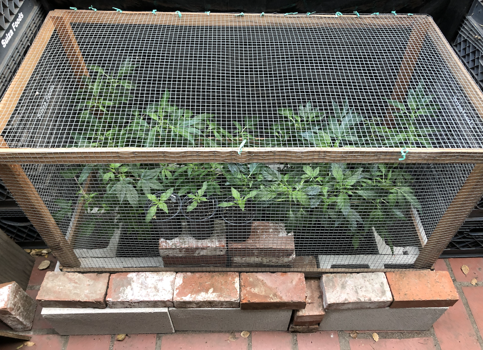 New Grow 7.png