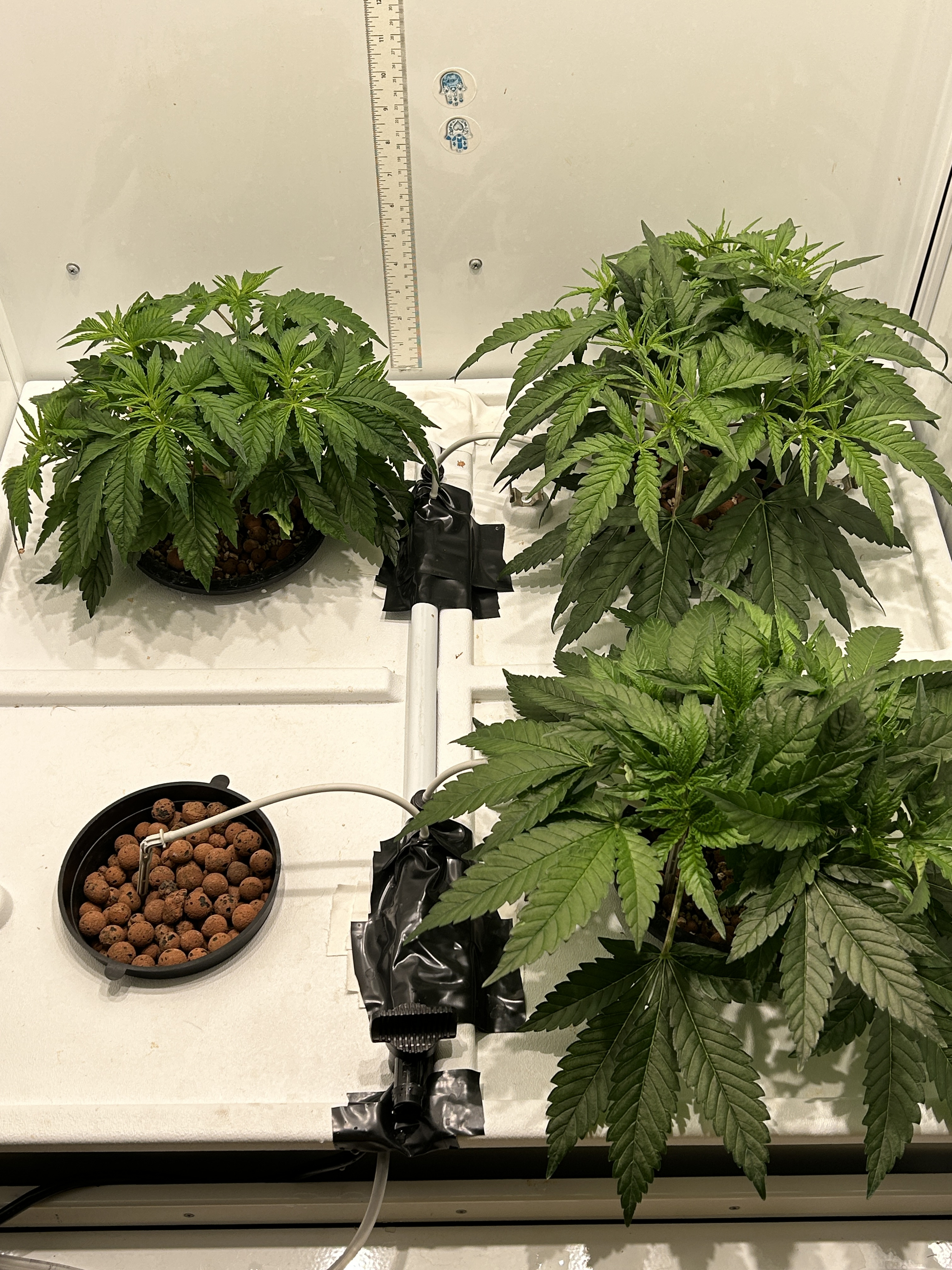 new wk5 veg.jpg