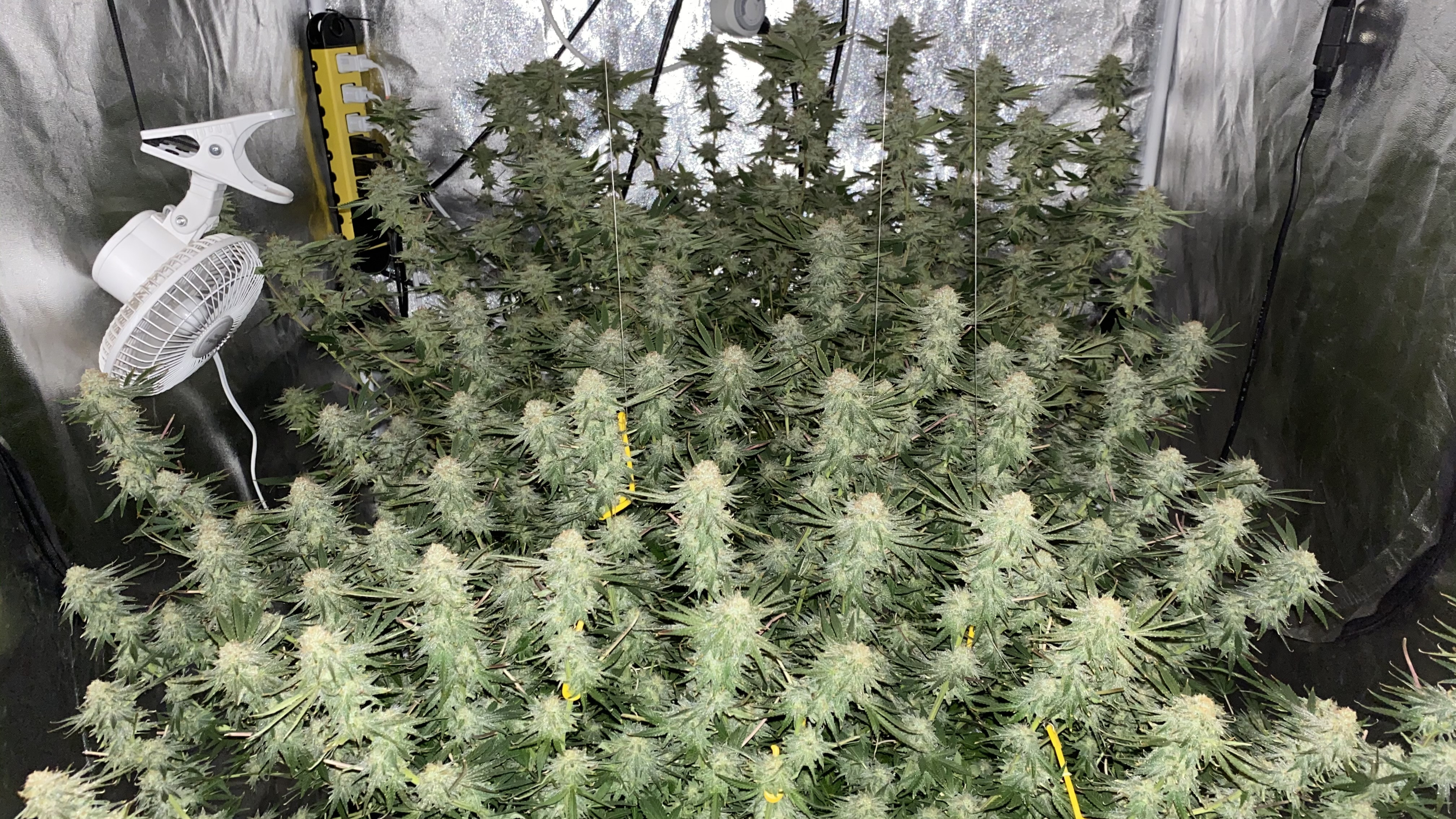 Click image for larger version  Name:	NLX_110OGwFlowering6d3.jpg Views:	0 Size:	3.03 MB ID:	467955