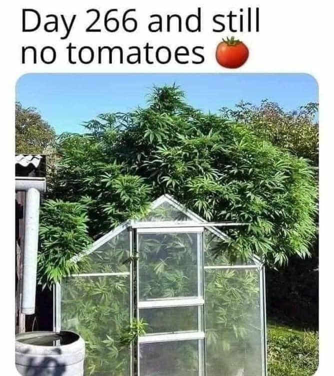 NO TOMATOES.jpg