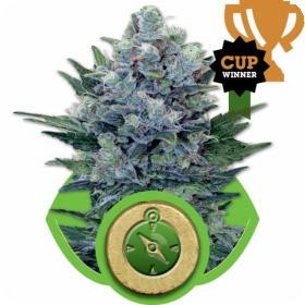northern_light_automatic__feminised_seeds_royal_queen_seeds_1.jpg
