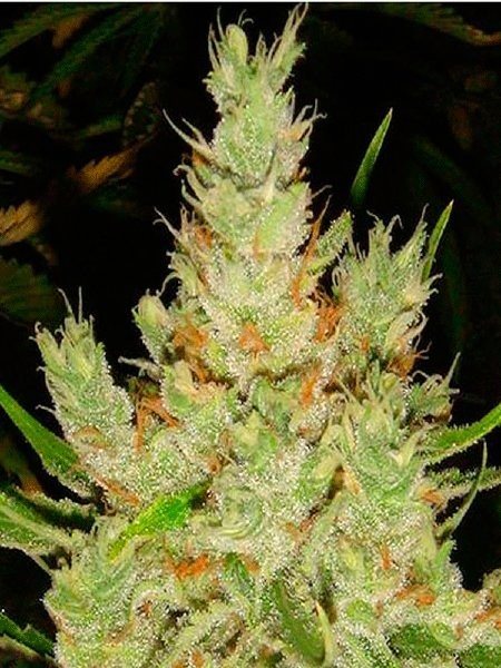 og haze.jpg