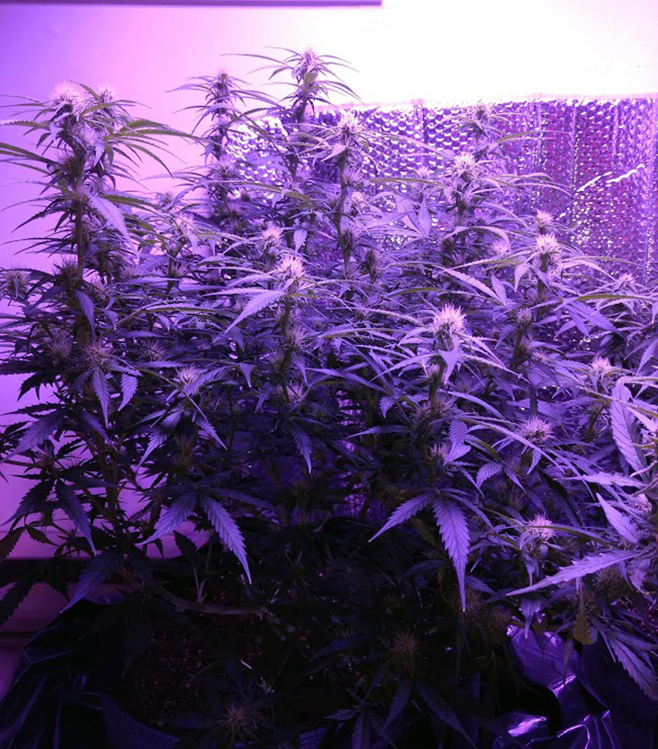 OGkush.jpg