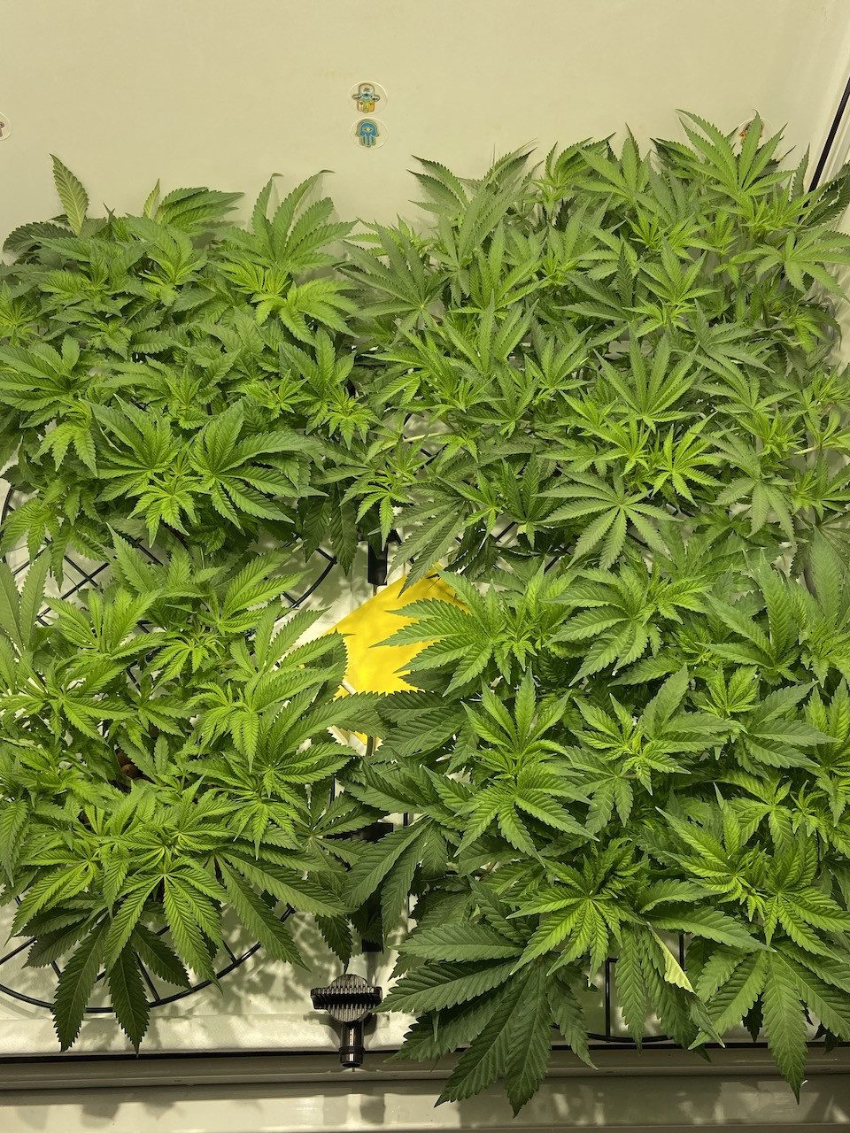 old apr25 wk6vg copy.jpg