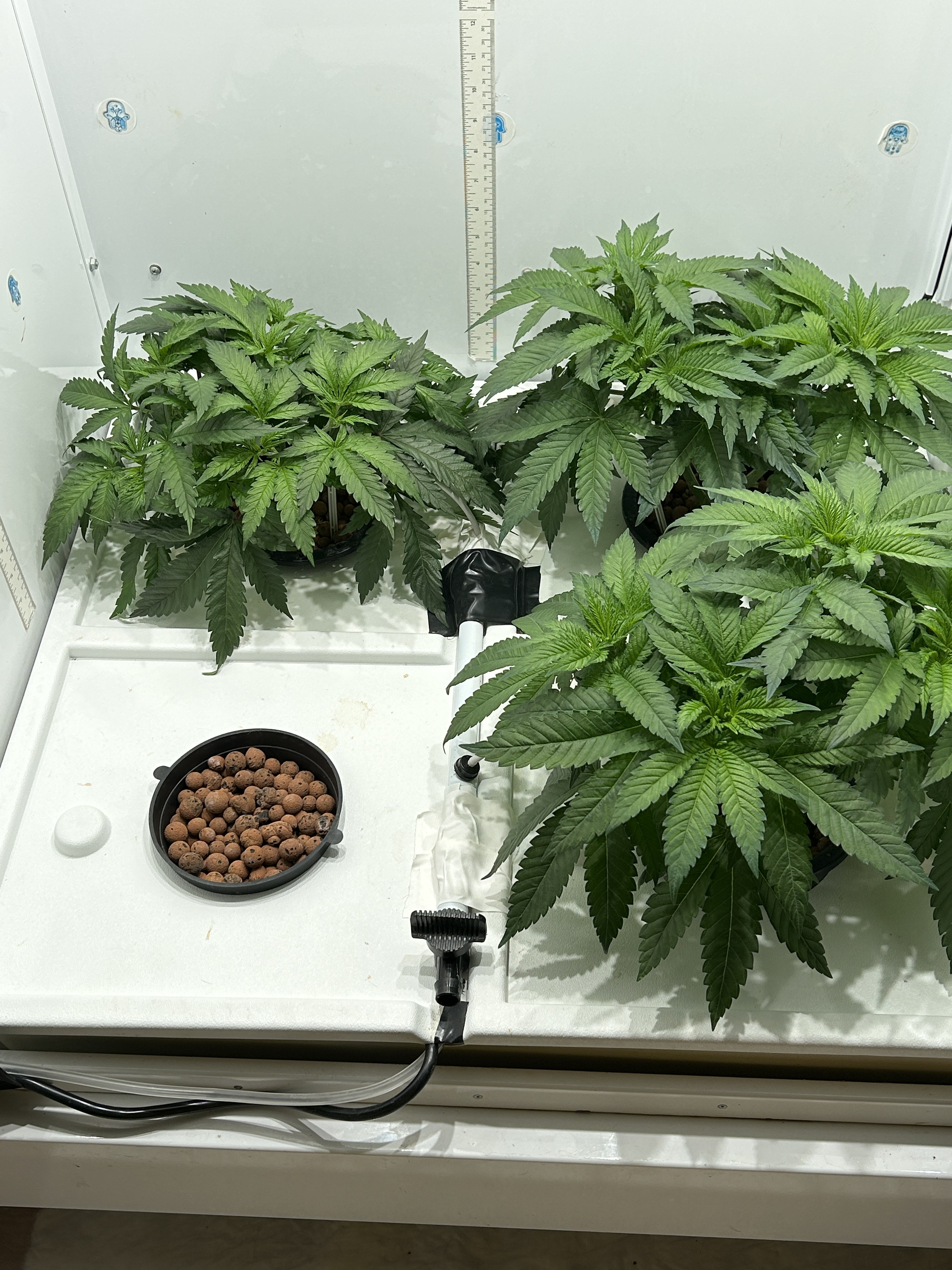 old wk 5 veg.jpg