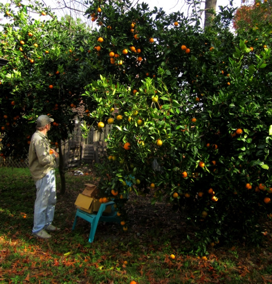 oranges.jpg