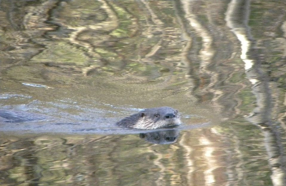 otter.jpg
