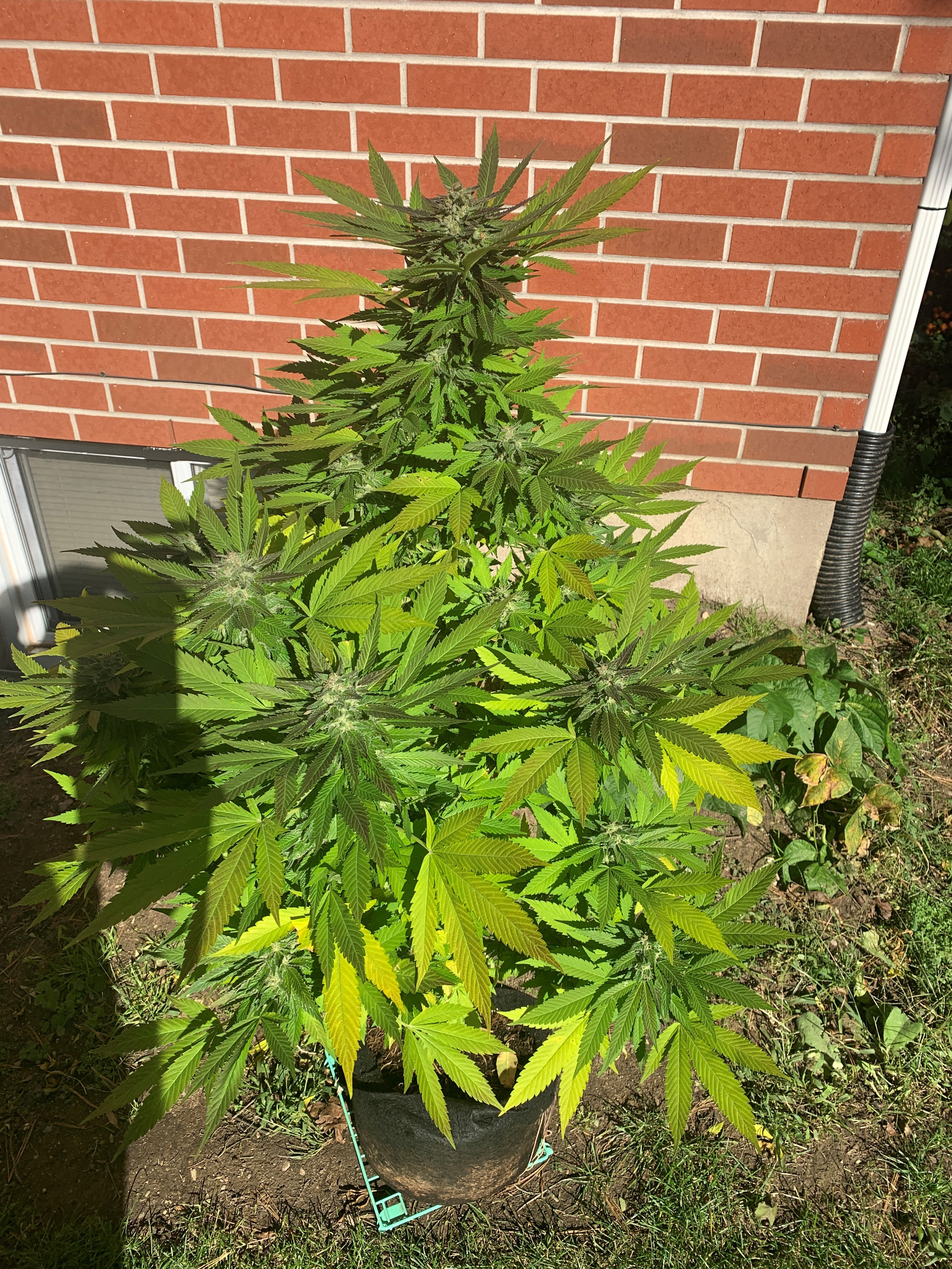 Click image for larger version  Name:	closeup.jpg Views:	0 Size:	2.28 MB ID:	341893