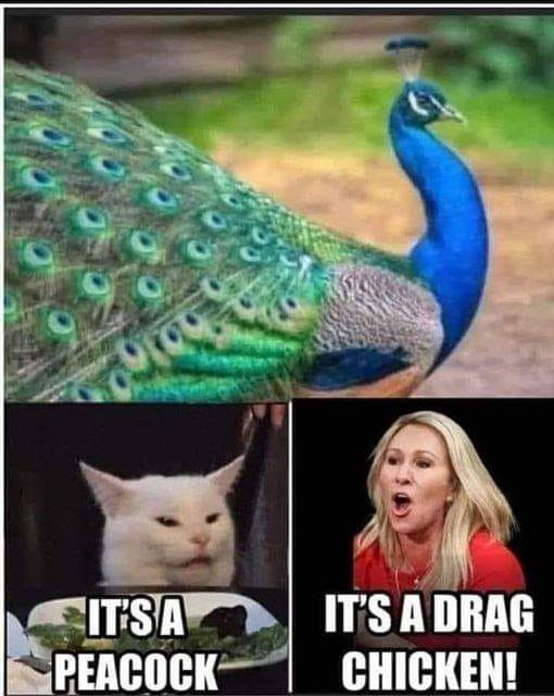 PEACOCK DRAG CHICKEN.jpg