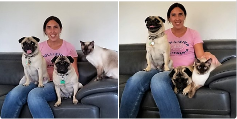 Click image for larger version  Name:	PetFamily.png Views:	5 Size:	169.4 KB ID:	525534
