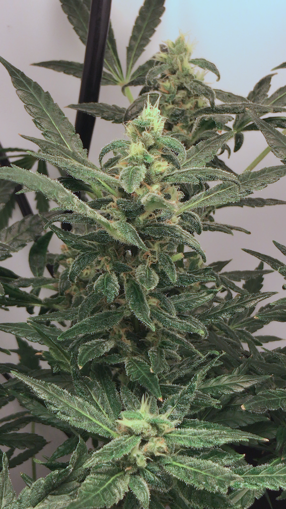 photo26081.png