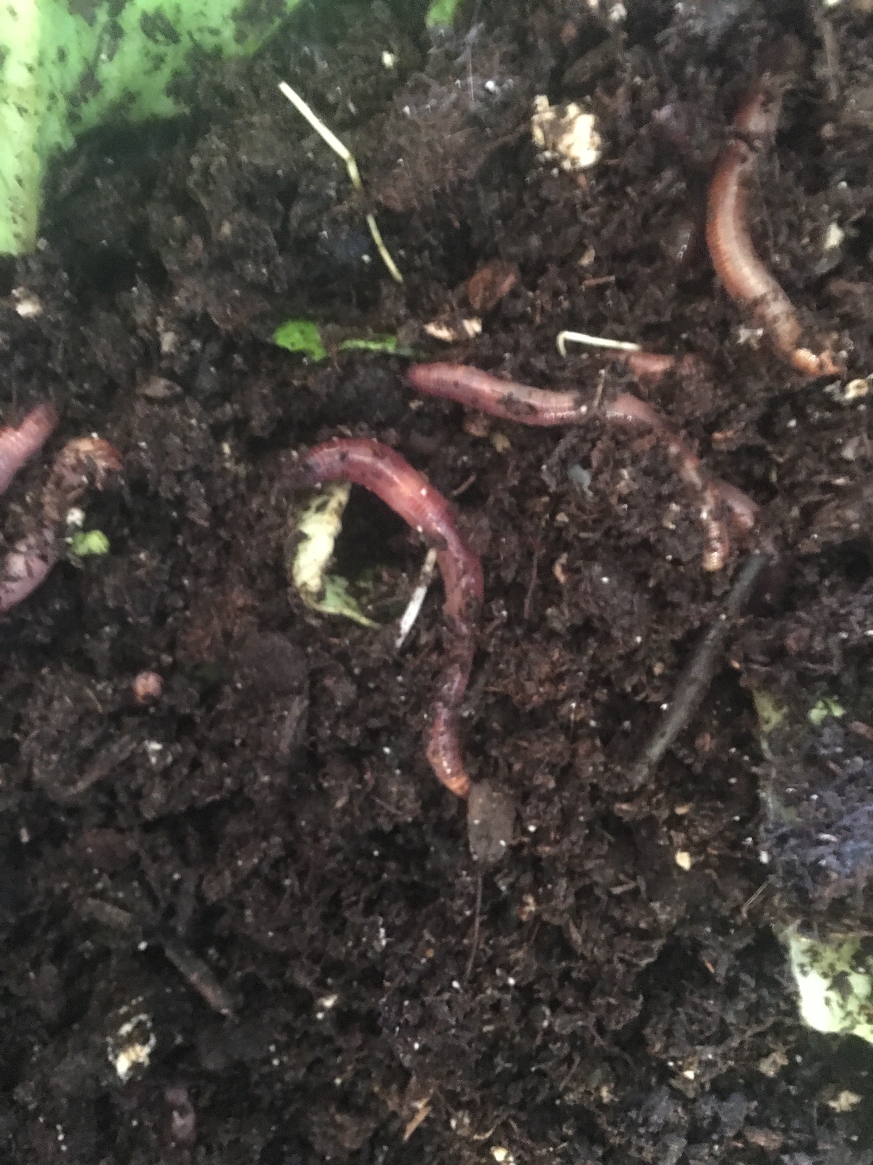 photo43711.jpg