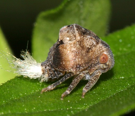 photo67380.jpg