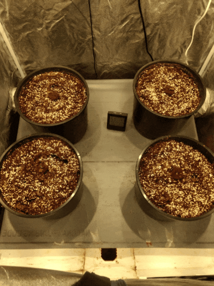 photo68836.gif