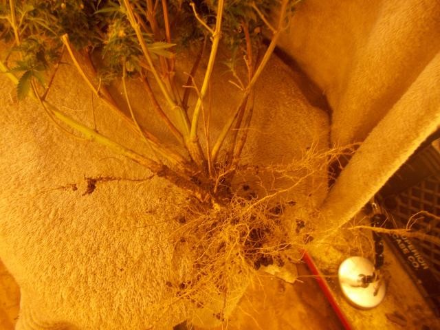 photo74774.jpg
