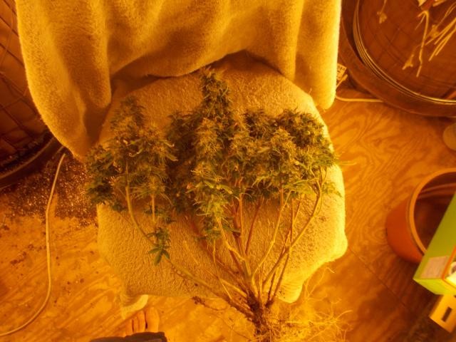 photo74775.jpg