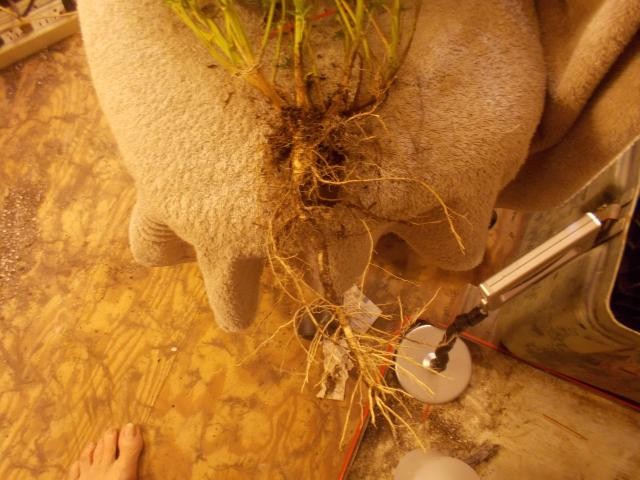 photo74849.jpg