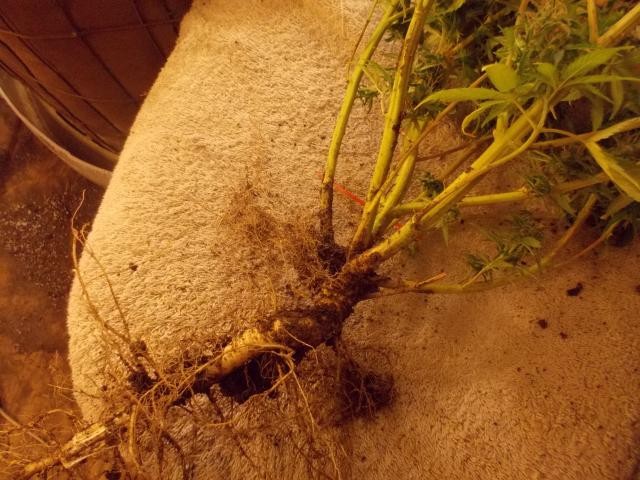 photo74929.jpg
