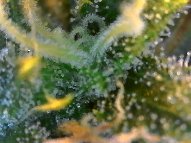 photo76359.png