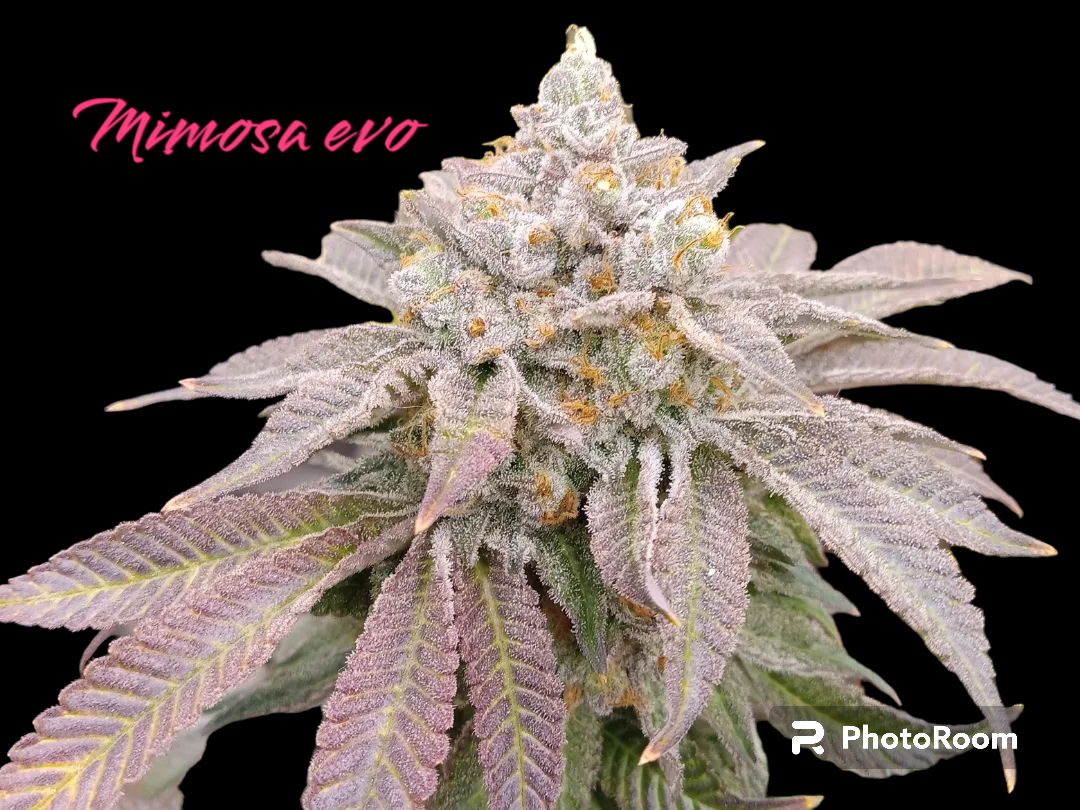 PhotoRoom-20230627_172748.png
