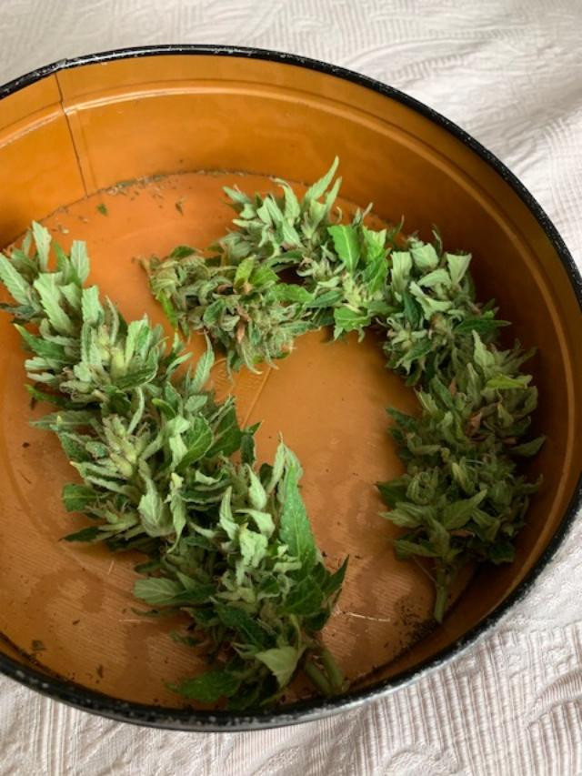 pinebud.jpg