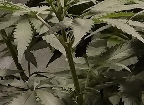 Pistil.png