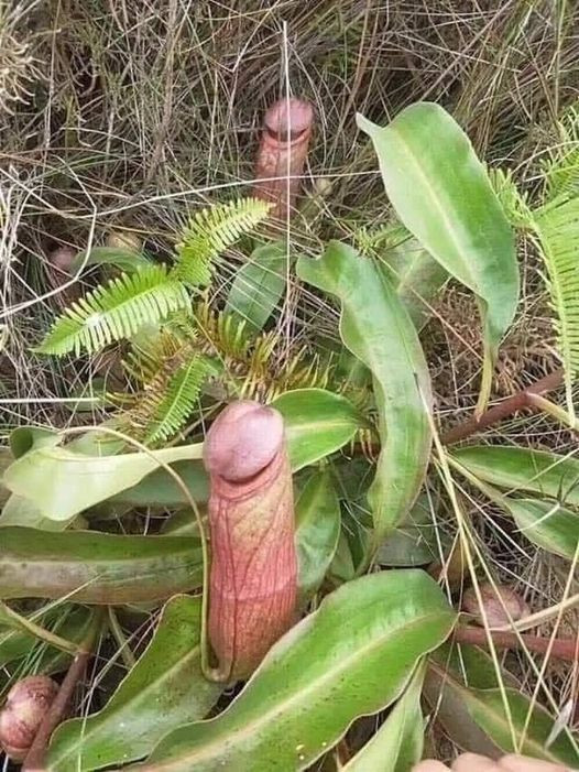 PitcherPlant.jpg