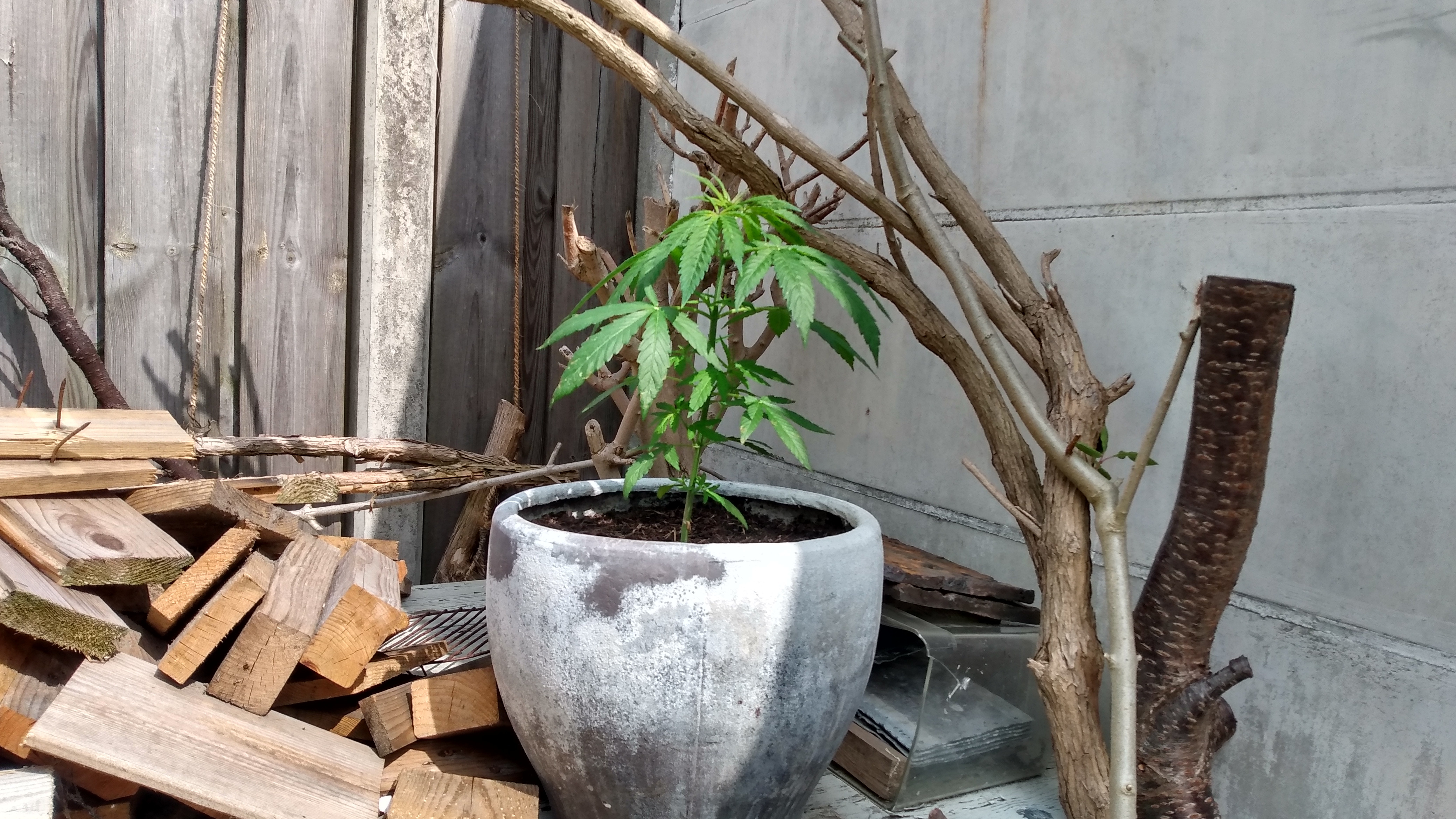 Plant 01.jpg