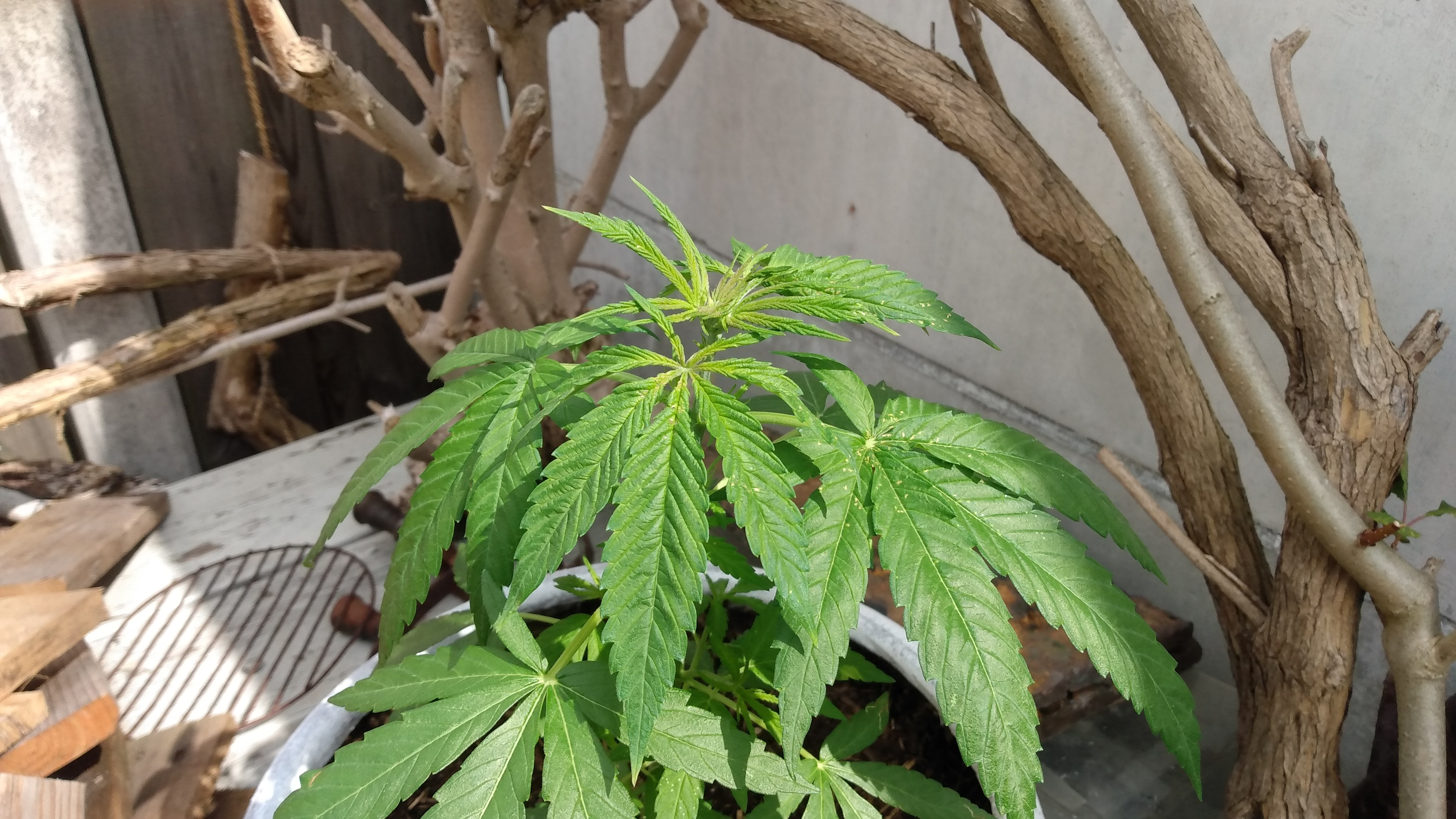 Plant 02.jpg