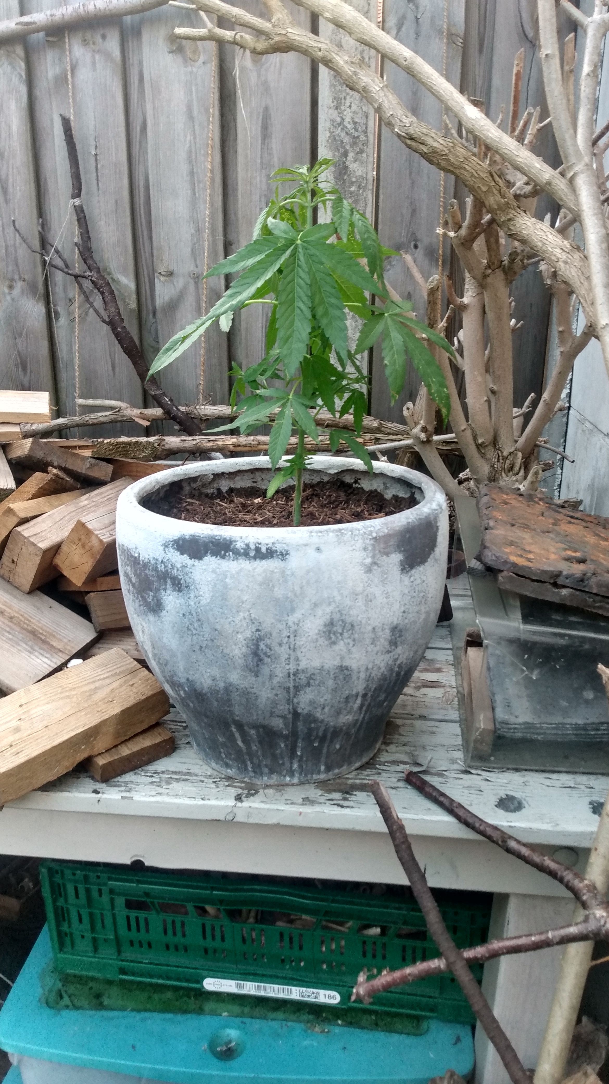 Plant 03.jpg