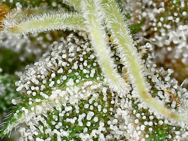 plant 2.2.jpg