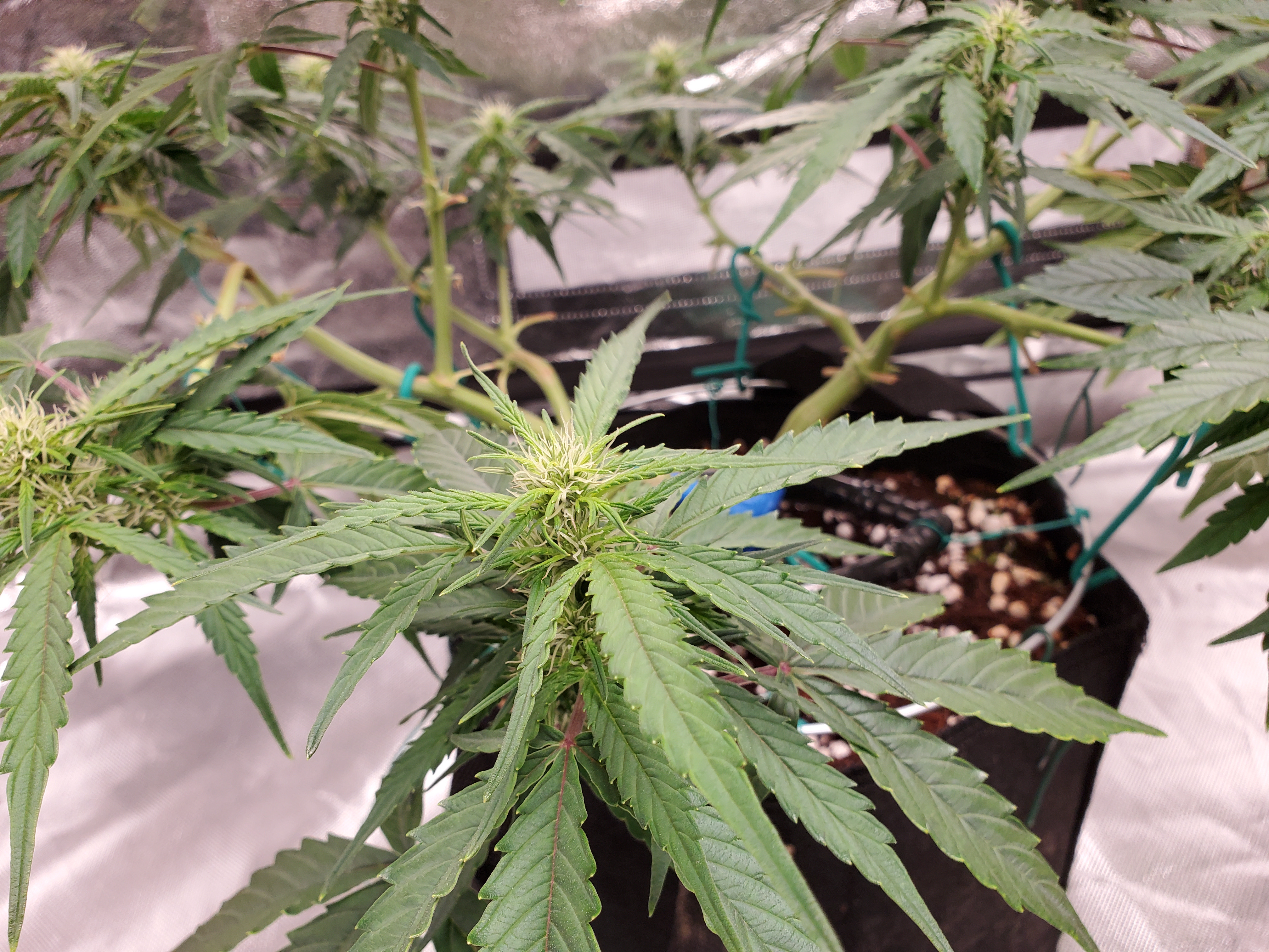 PLANT 2 2021-4-30.jpg