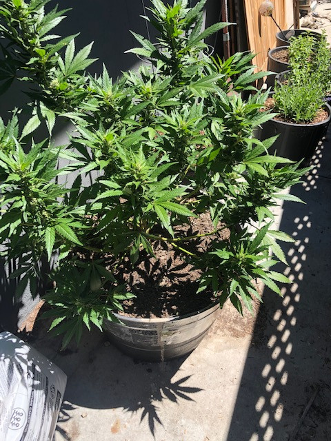 plant.2.jpg