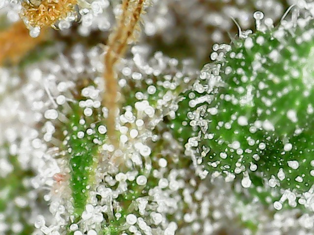 plant 2.jpg