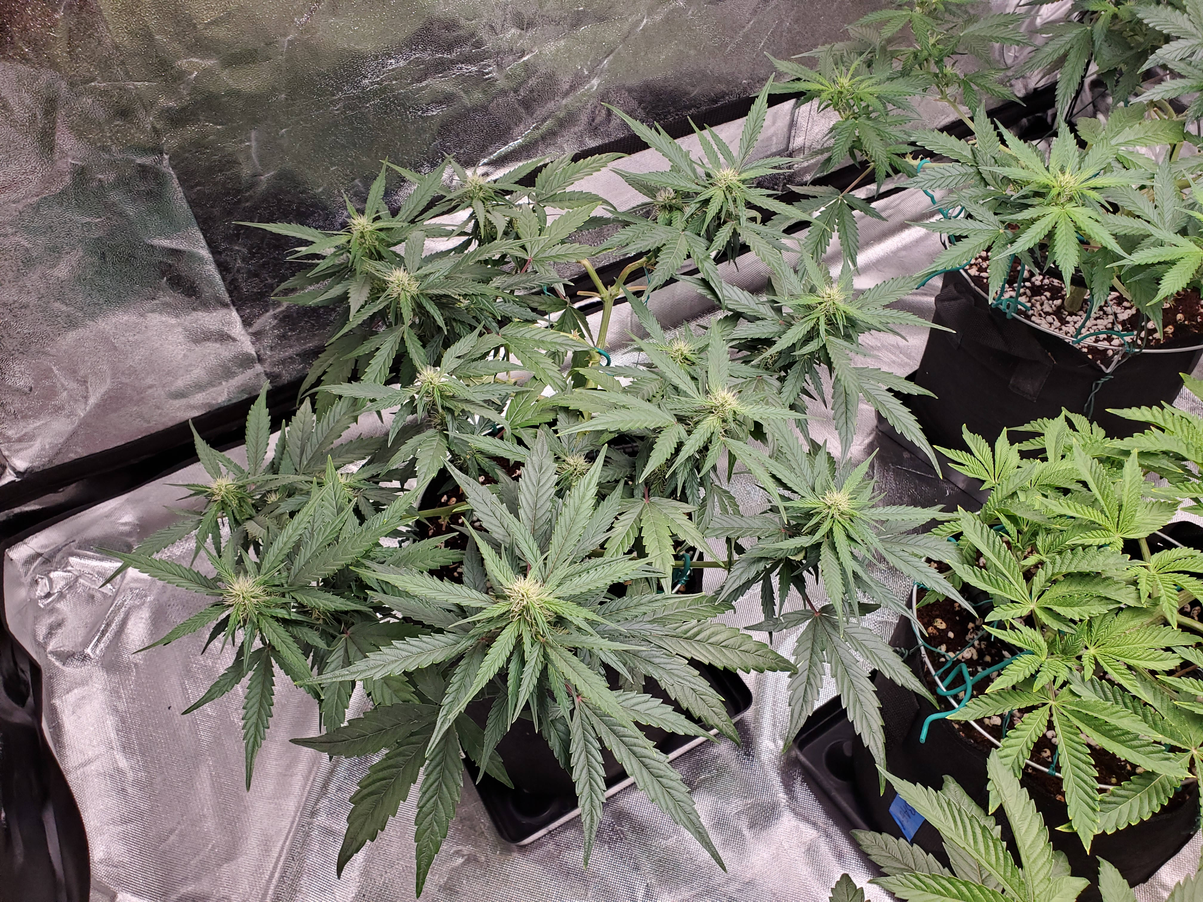 PLANT 4 2021-5-3.jpg