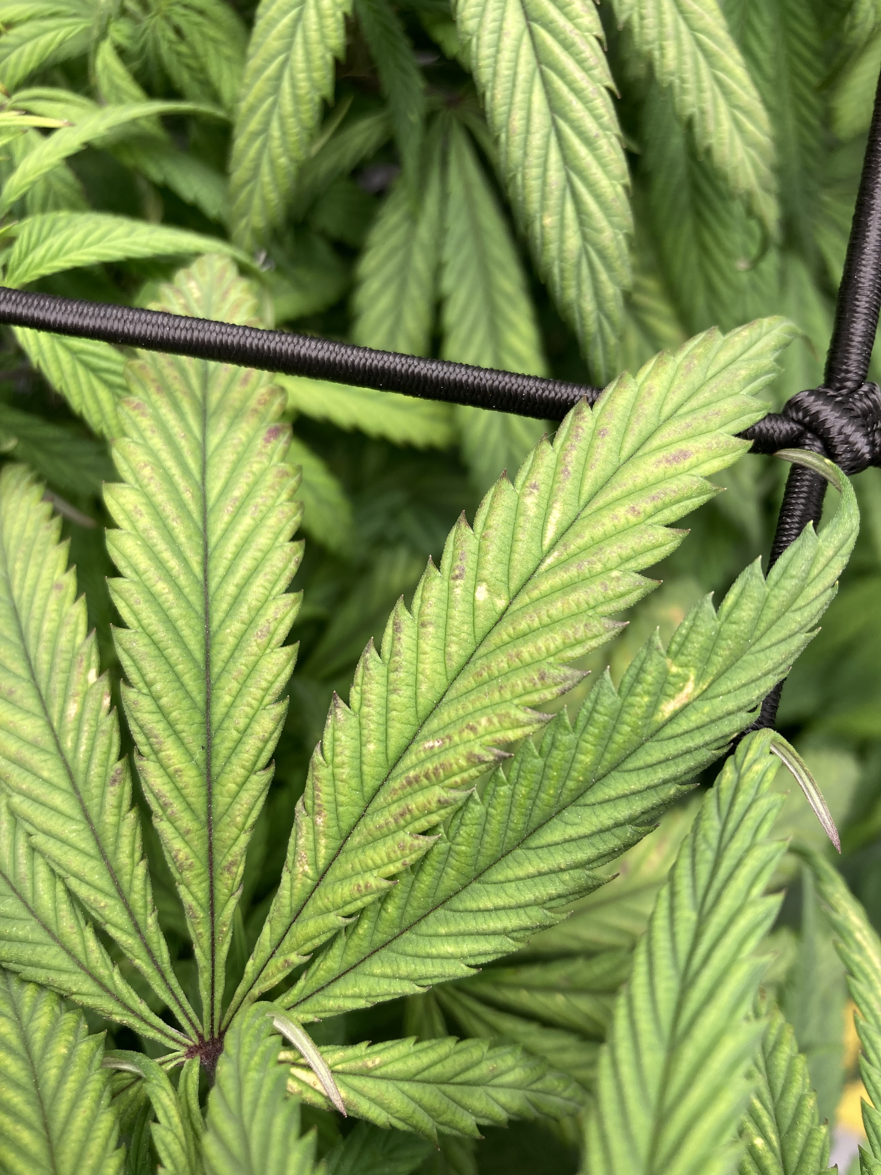Click image for larger version  Name:	Plant issue2.jpg Views:	0 Size:	2.75 MB ID:	597761