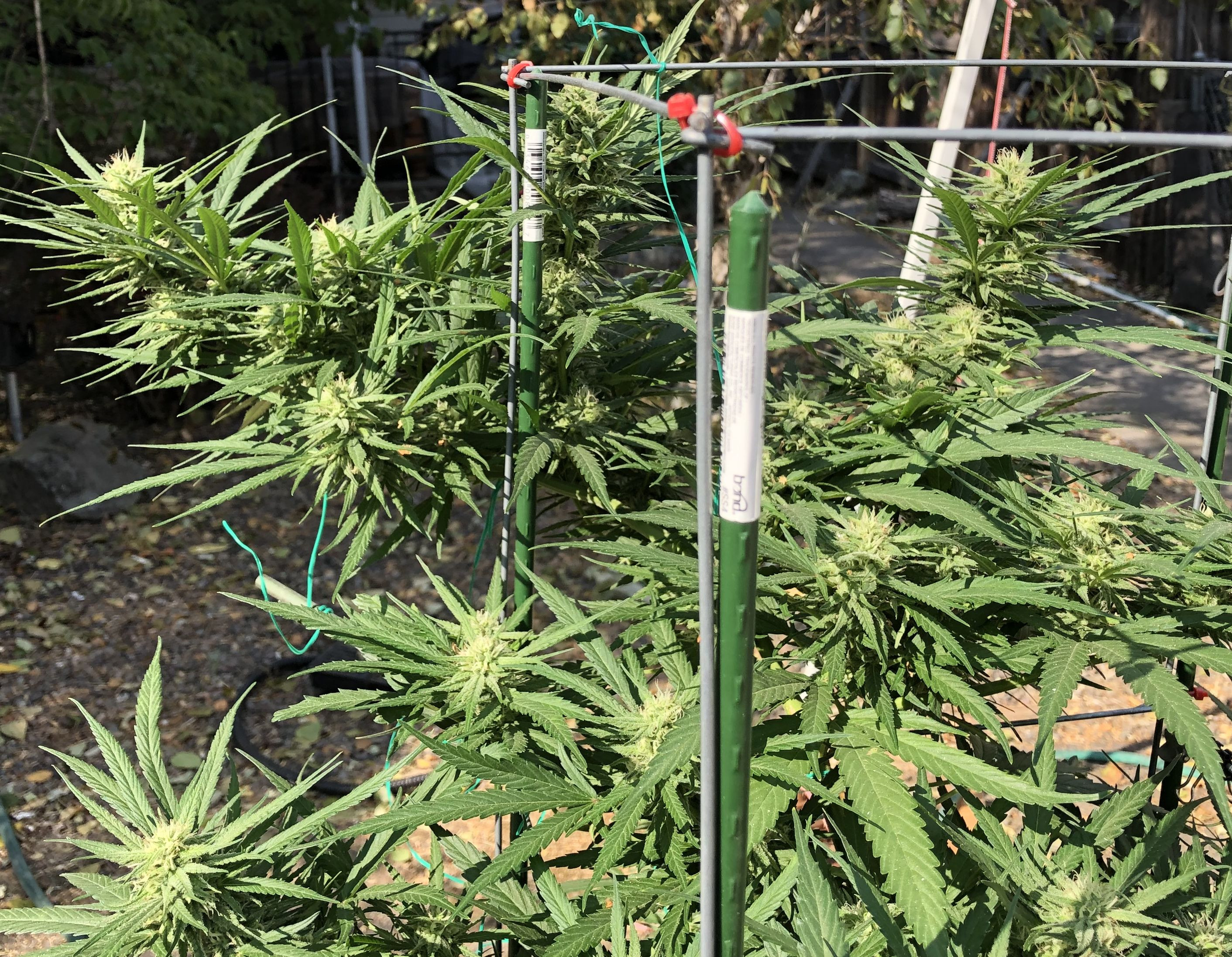 plant.jpg