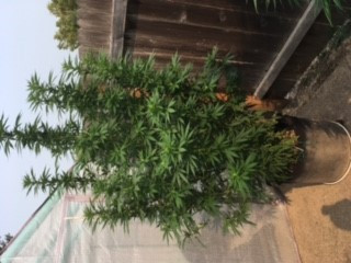 Plant.jpg