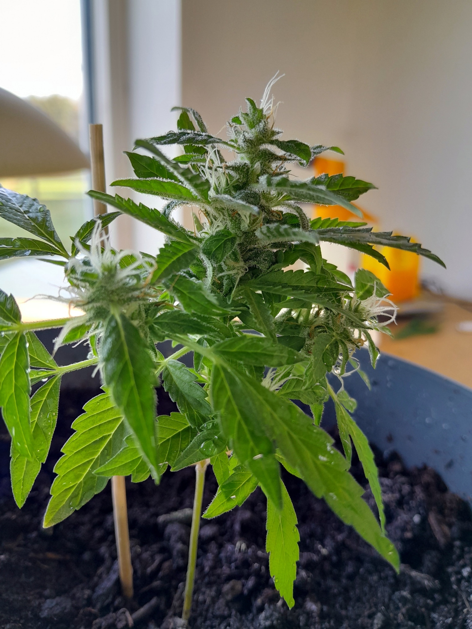 plant.jpg - Click image for larger version  Name:	plant.jpg Views:	0 Size:	748.2 KB ID:	592270