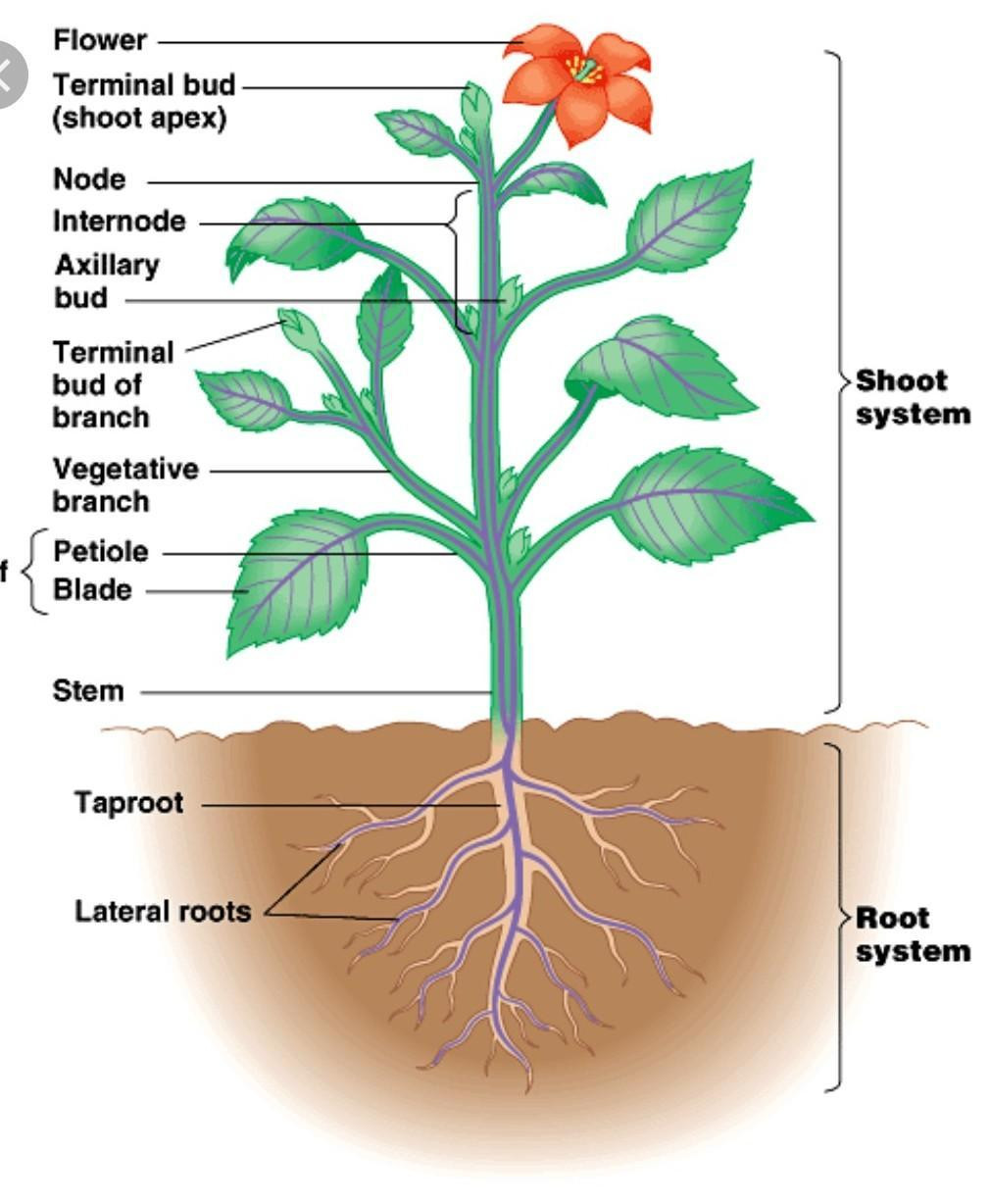 plant parts.jpg