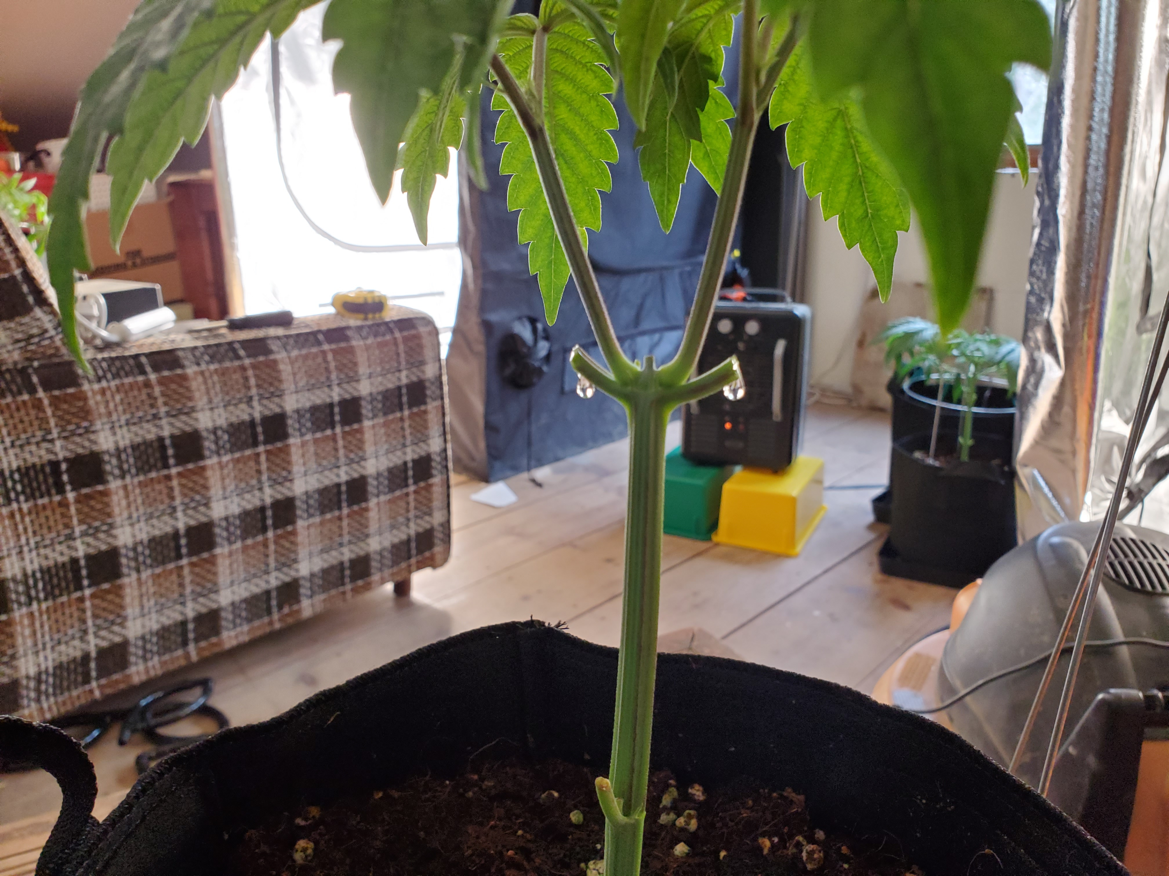 PLANT PRUNING.jpg