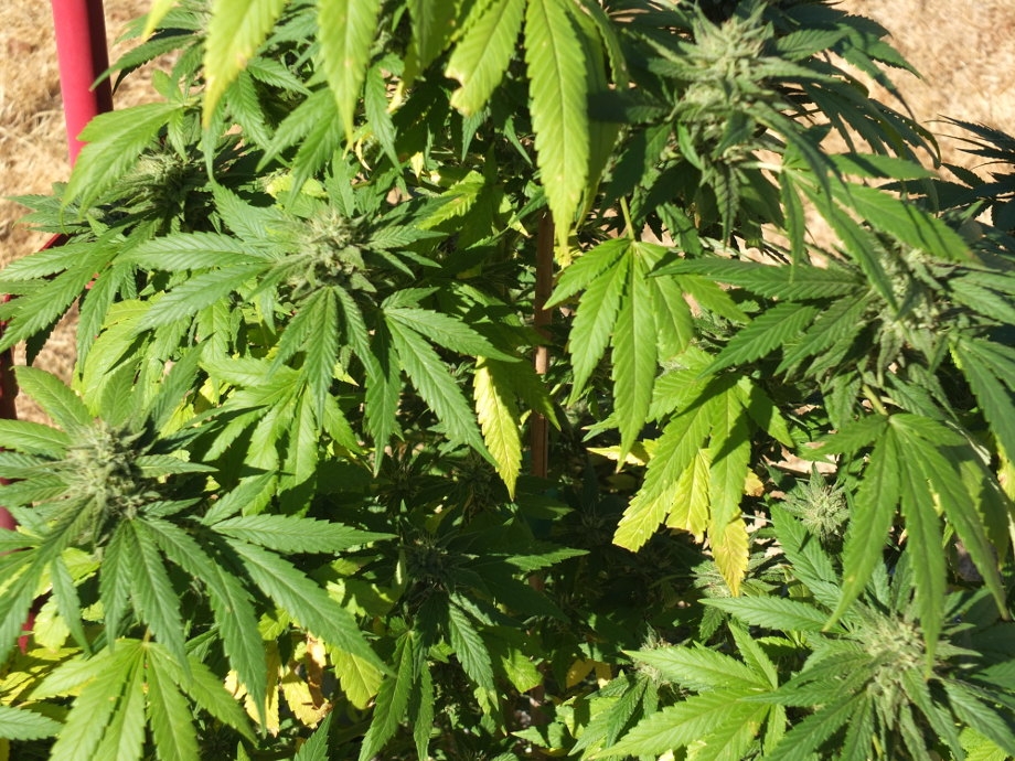 Plant1004a.JPG