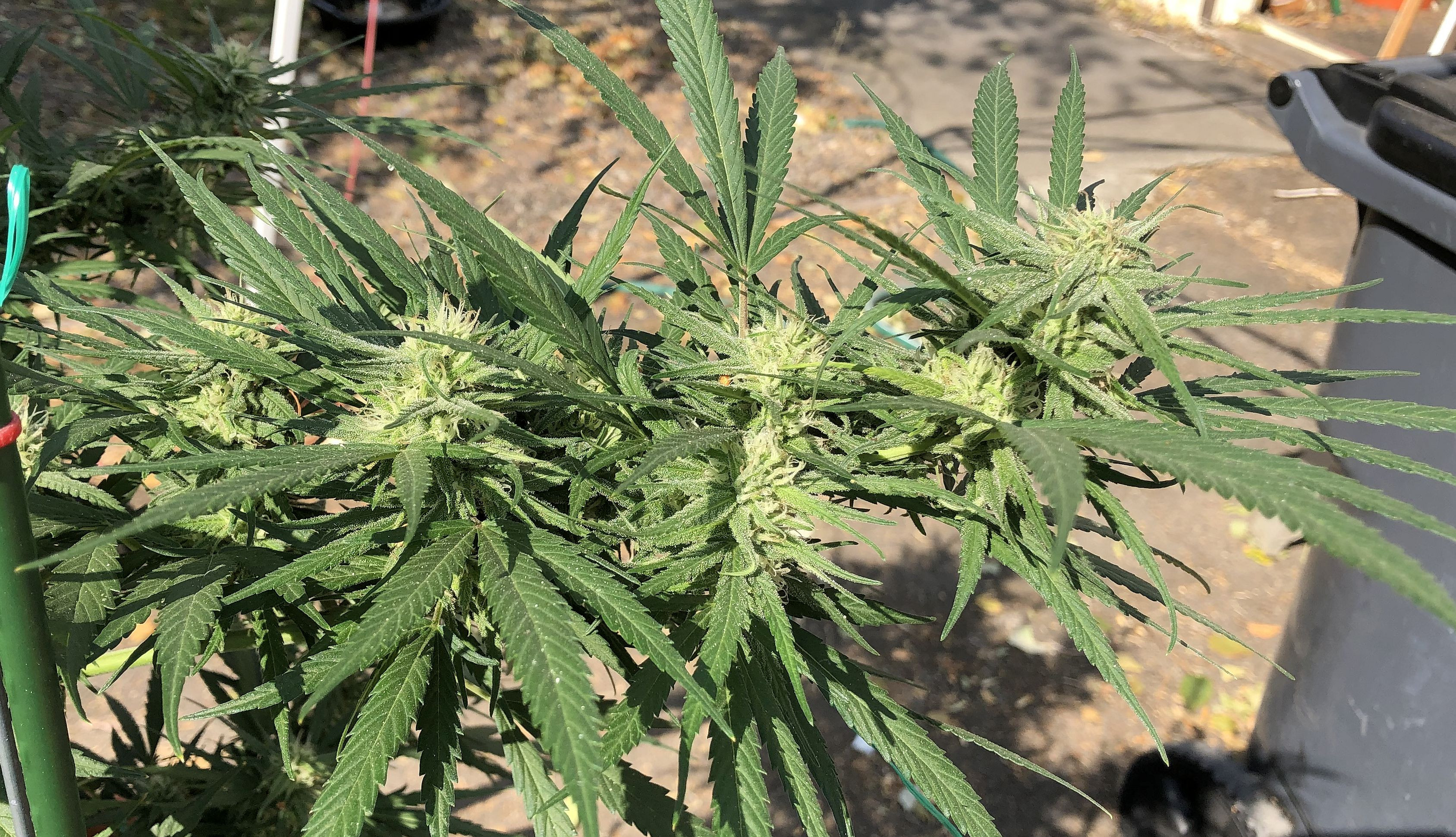 plant2.jpg