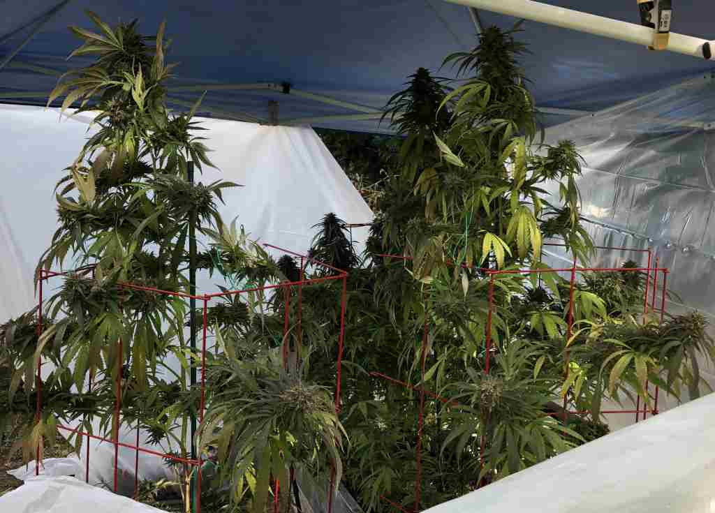 plant75.jpg