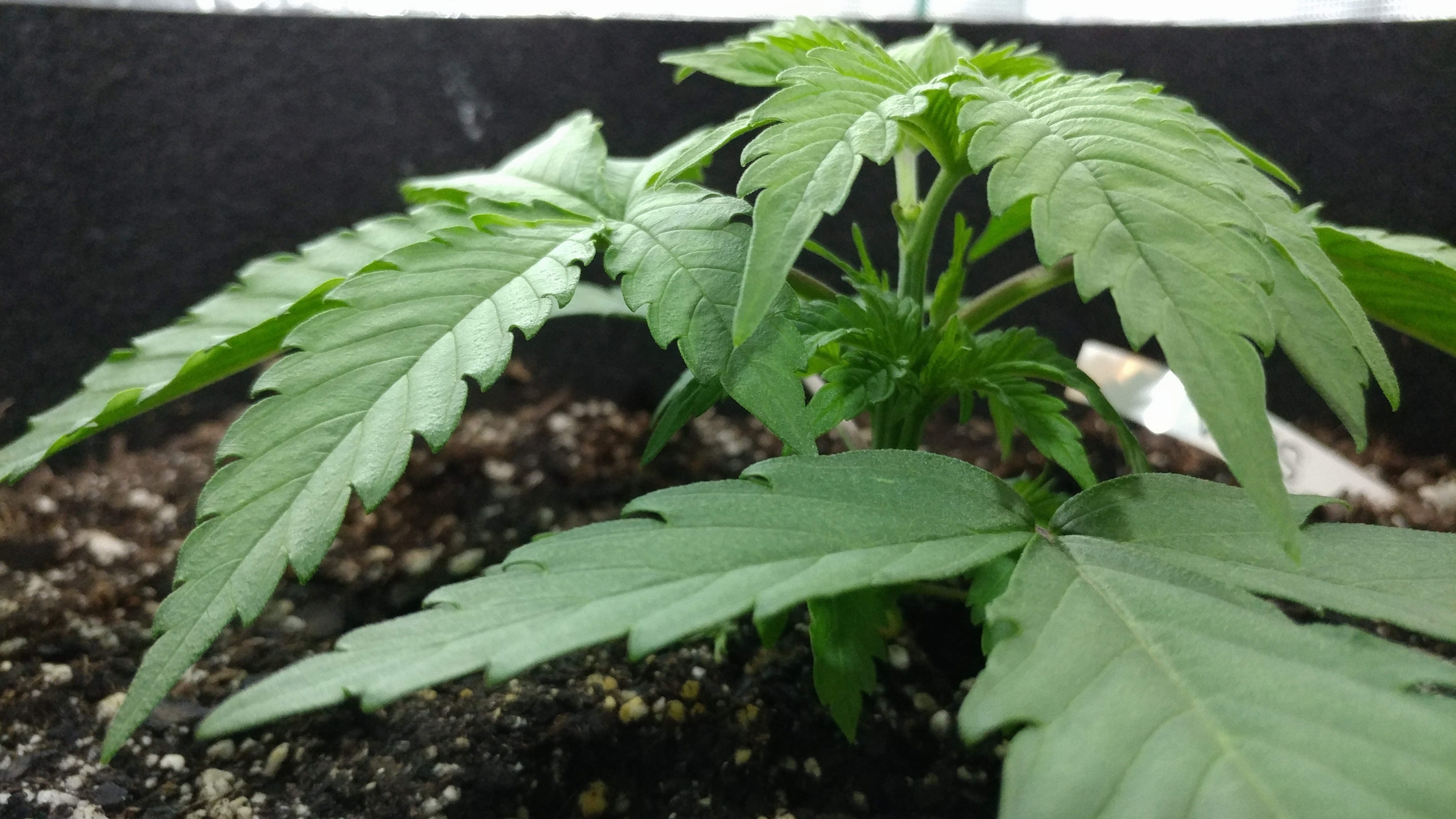 PlantB2.jpg