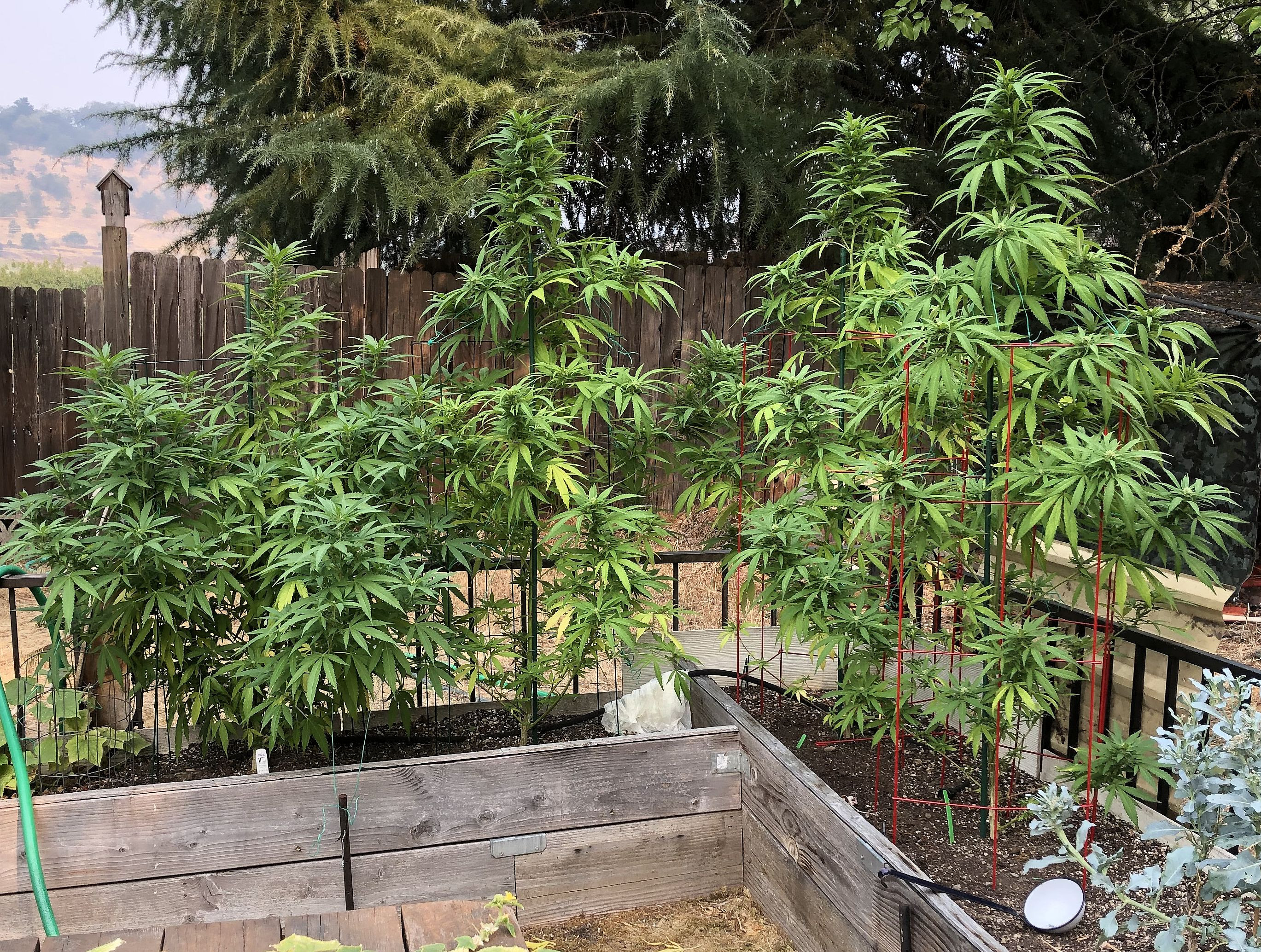 Plants.jpg