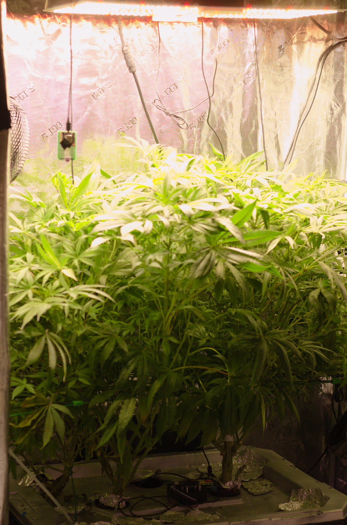 Plants.jpg