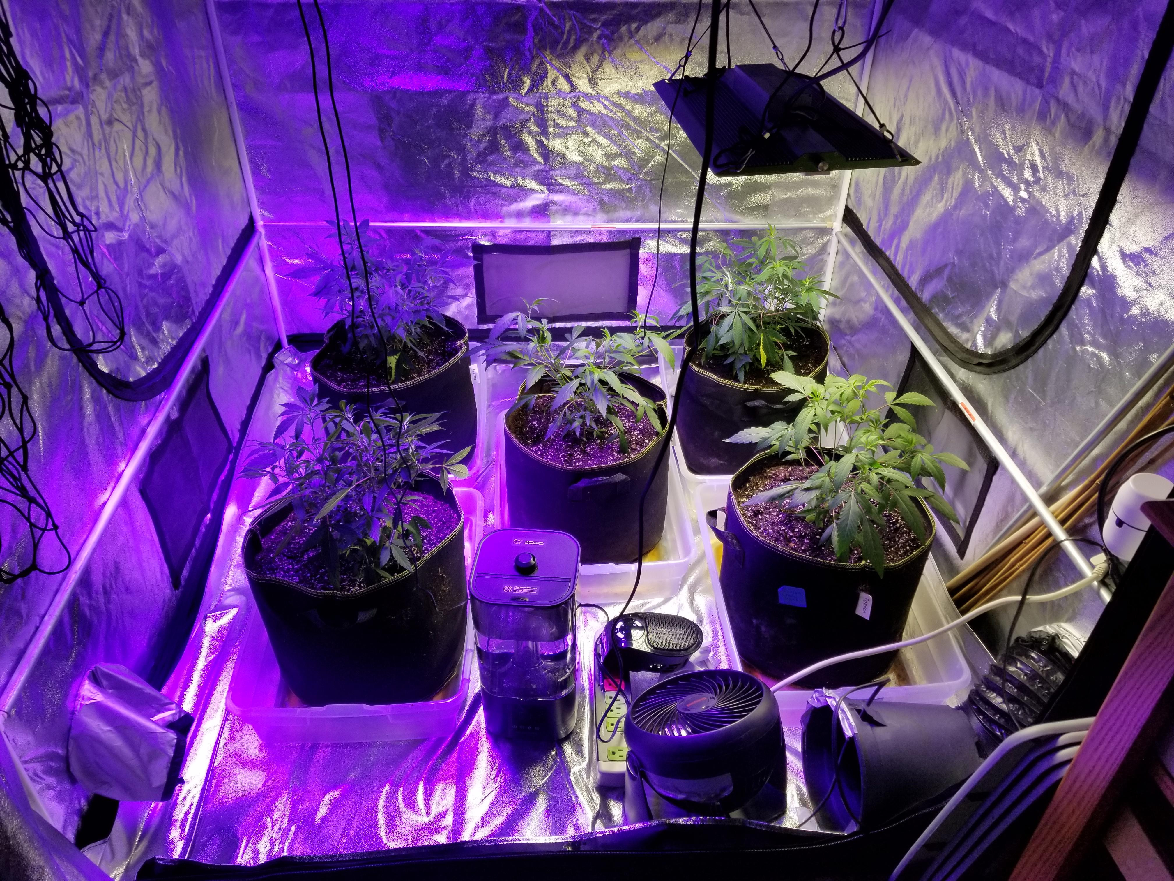 Plants set in place.jpg